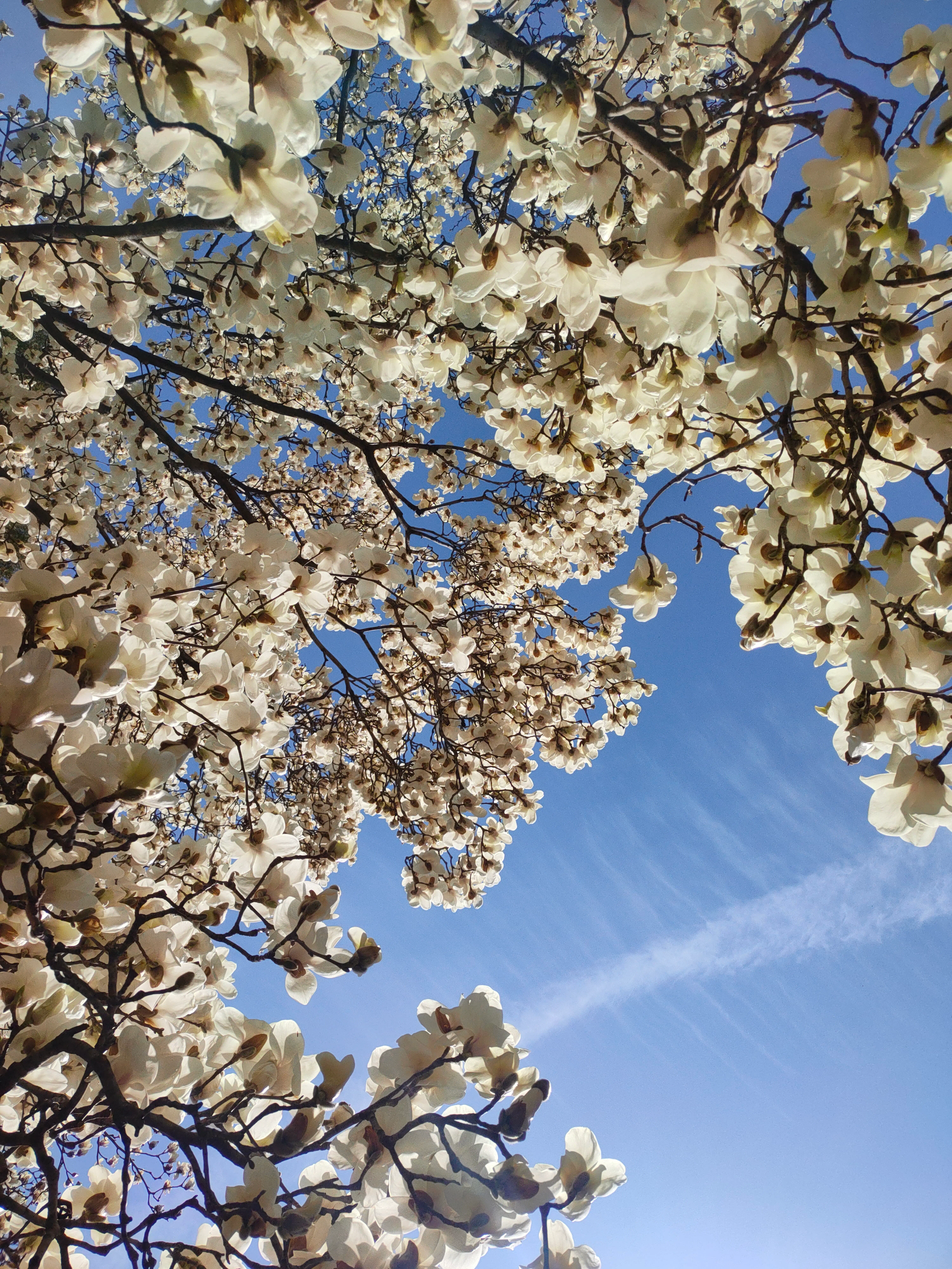 三月, 植物园卧佛寺的玉兰花海