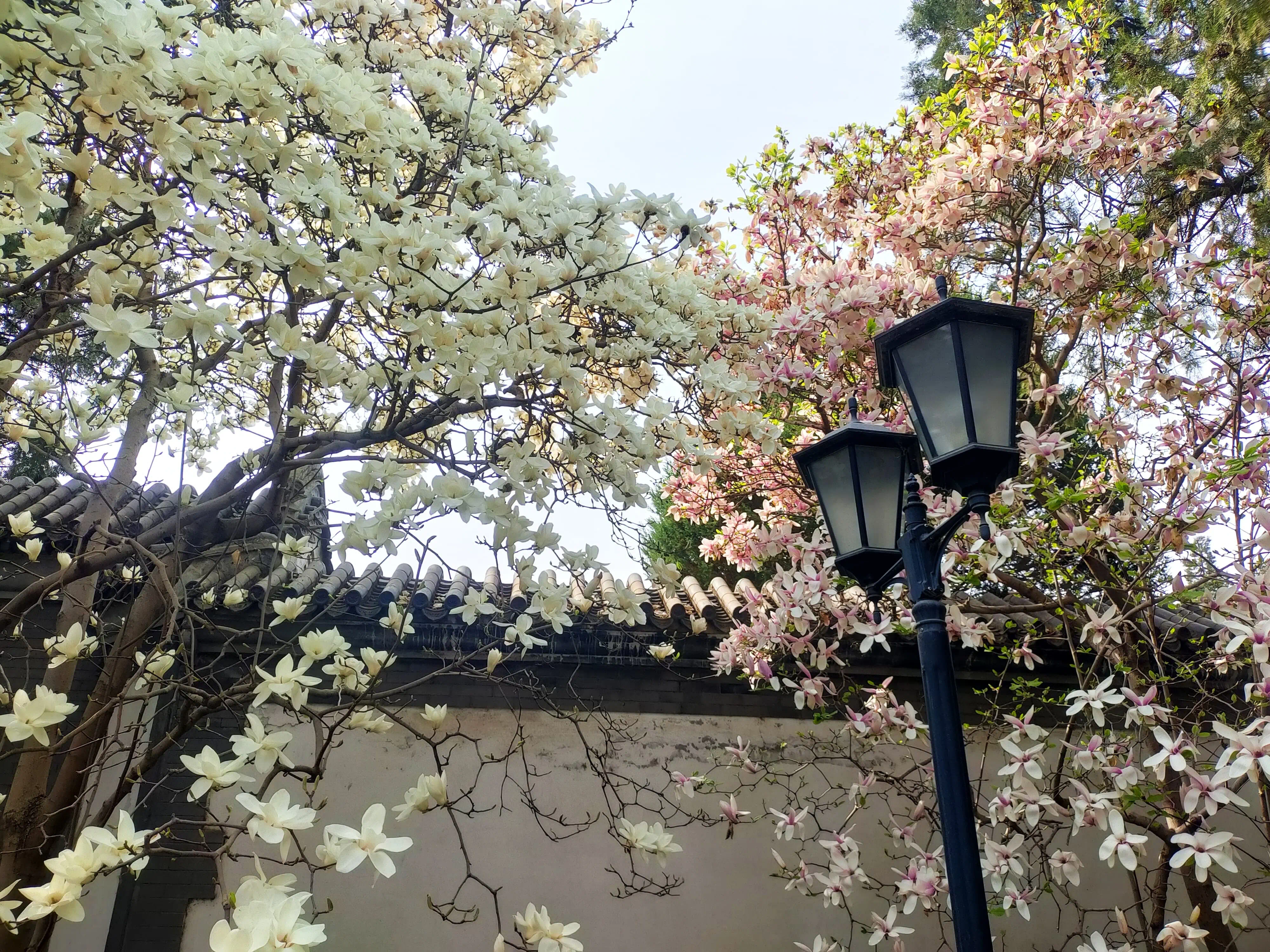 还是玉兰花, 但粉色的第一次见到, 于八宝山革命公墓